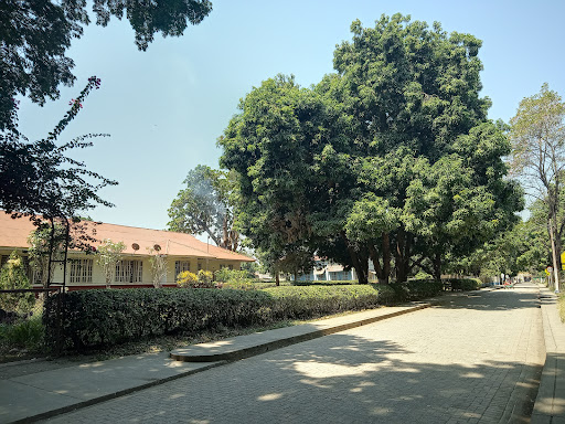 Alcaldía Zona Bananera
